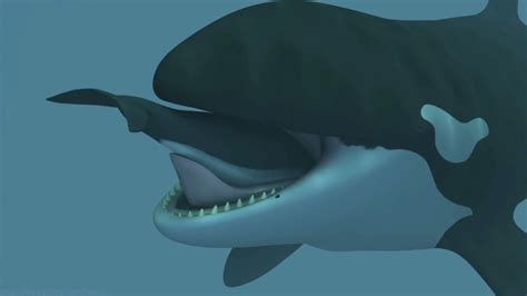 whale vore|Round trip porpoise .